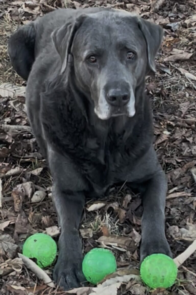 Hunter, a charcoal Labrador, sitting on leaves with three green balls, the inspiration for our skin balm for dogs