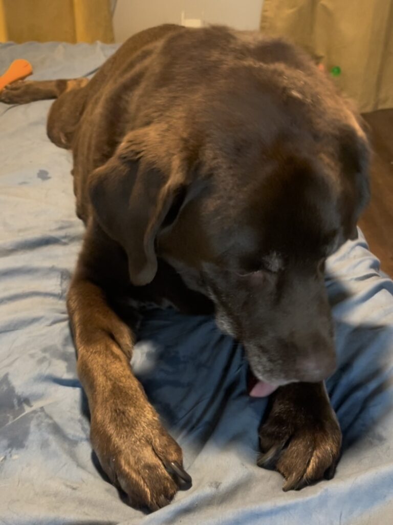 Benji, a senior chocolate Labrador, lying on a blue blanket and licking his front paw.